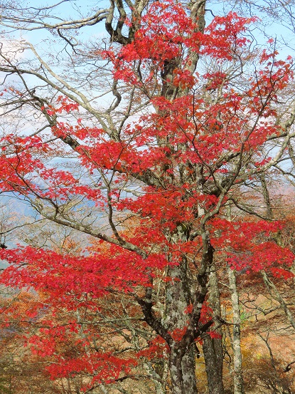 丹沢紅葉の当たり年