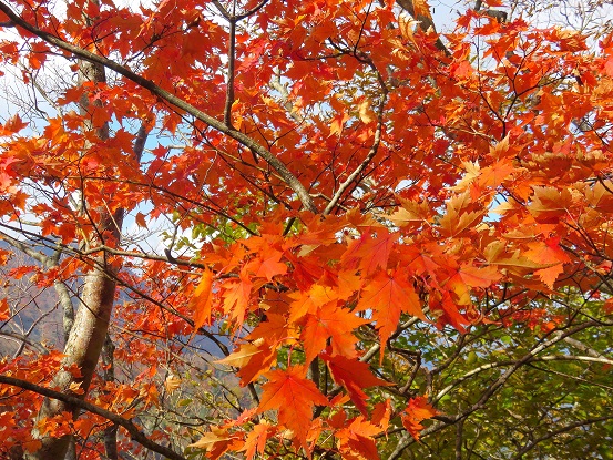 臼ヶ岳の山頂付近紅葉