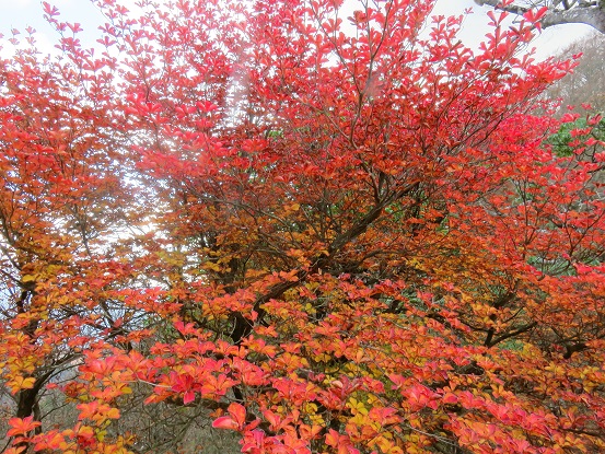 桧洞丸紅葉が綺麗
