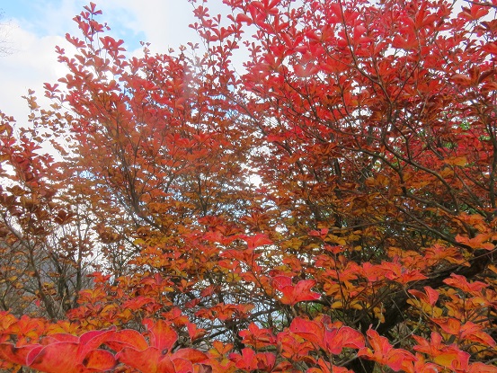 紅葉が綺麗な時期丹沢主稜縦走