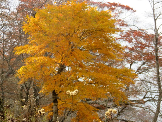 石棚山(石棚山稜)の紅葉