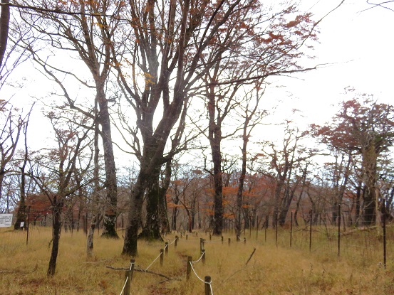 石棚山稜大好きな縦走路