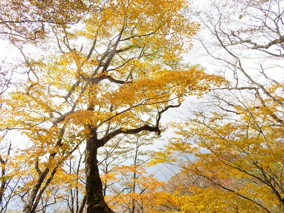 石棚山の周辺の天然林の紅葉