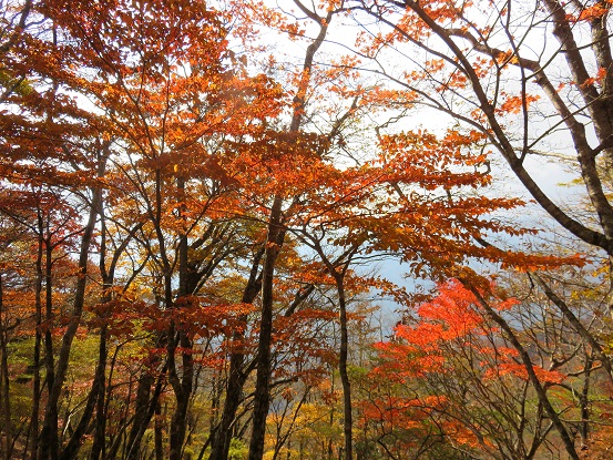 石棚山周辺の紅葉