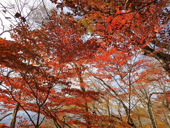 丹沢の紅葉穴場スポットの