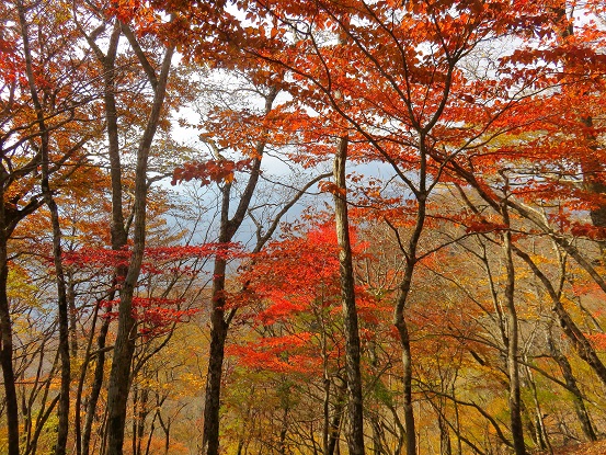 紅葉の旬の時期石棚山稜