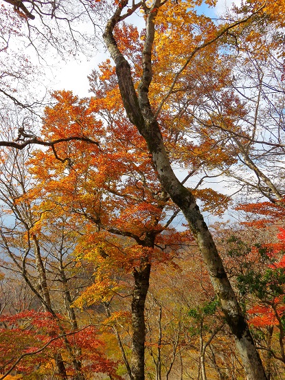 紅葉祭り