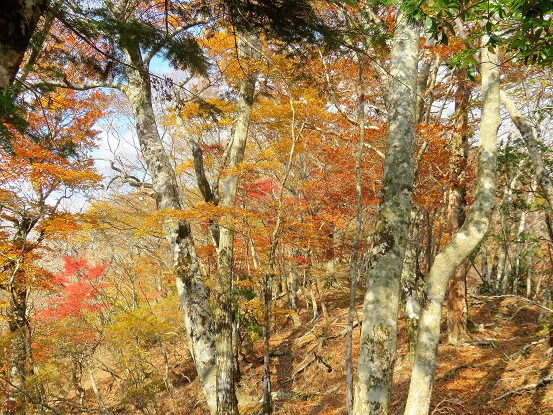 石棚山稜の尾根