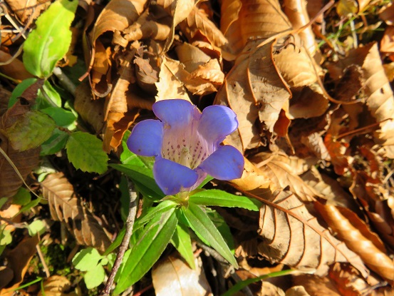 石棚山稜の尾根花