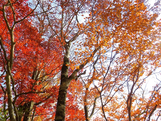 石棚山の急斜面美しい紅葉
