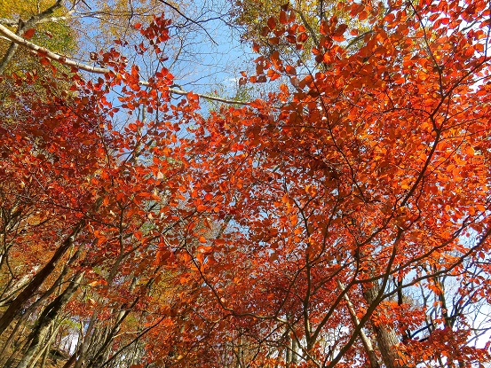 石棚山の紅葉を独り占め