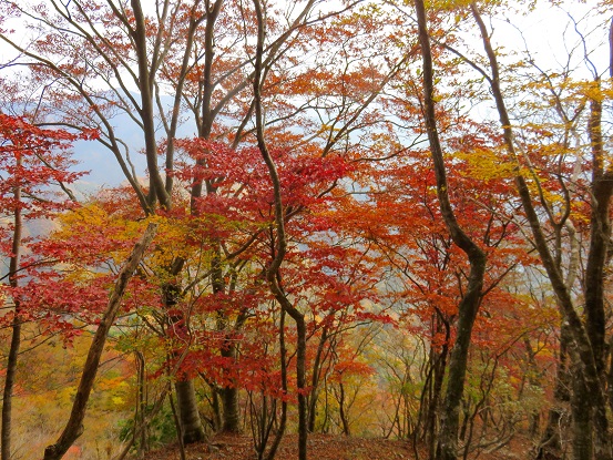 石棚山紅葉リミット