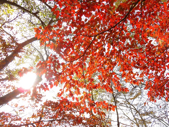 綺麗な紅葉を見れて大満足