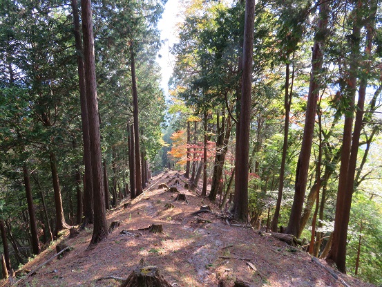 杉の植林地帯