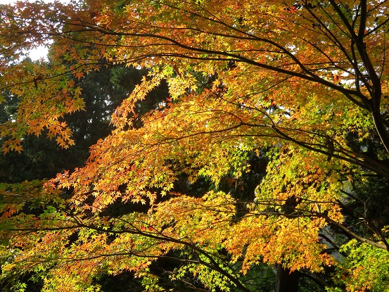 西丹沢県民の森周辺の紅葉