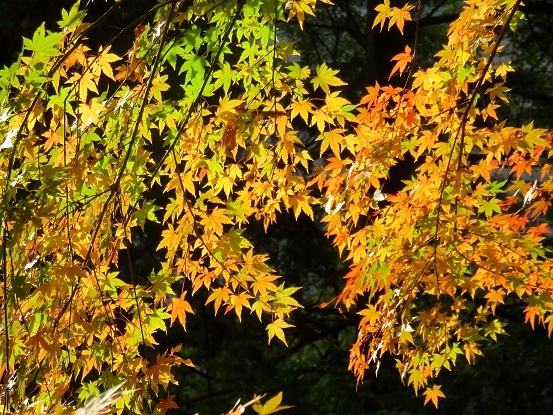 色付き始めの紅葉