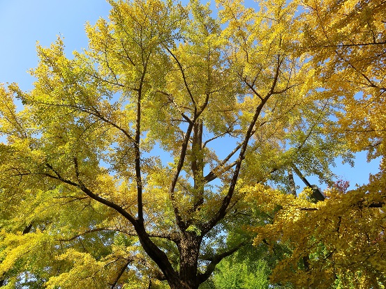 神奈川県庁キング周辺のイチョウの紅葉