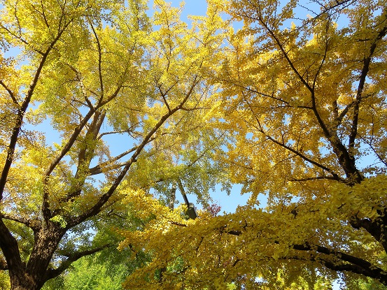 日本大通沿いのイチョウ並木紅葉