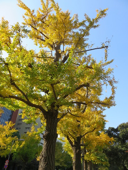 日本大通りの黄色イチョウ紅葉