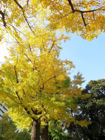 横浜綺麗紅葉