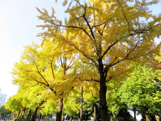 横浜日本大通りのイチョウ並木