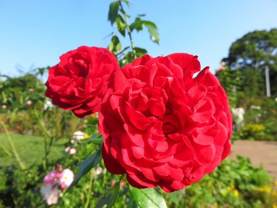 八重桜みたいな赤いバラ