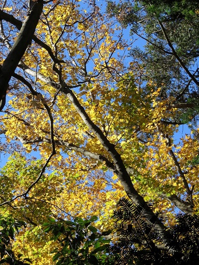 天覚山周辺の紅葉