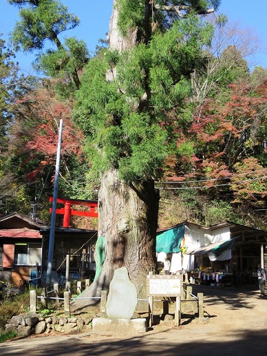 子ノ権現二本杉