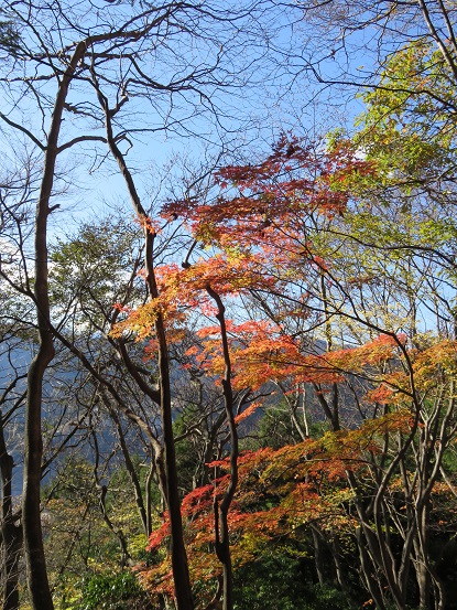 高畑山周辺の紅葉