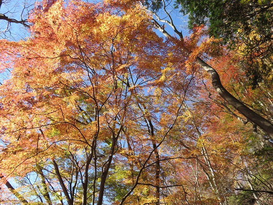 古御岳紅葉