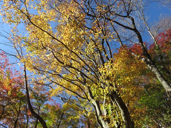 奥武蔵の紅葉
