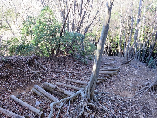 伊豆ヶ岳の山頂