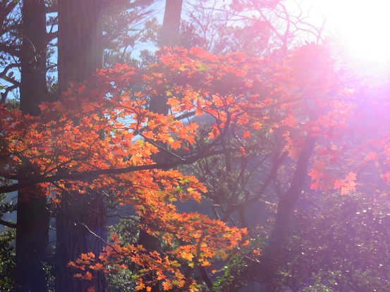 地蔵尾根紅葉