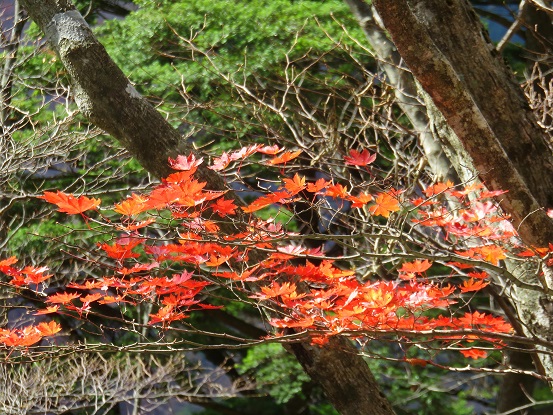 f:id:aohige0718:20171114201015j:plain 地蔵平見頃な紅葉