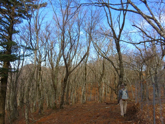 f:id:aohige0718:20171114201042j:plain 雰囲気の良いブナ林