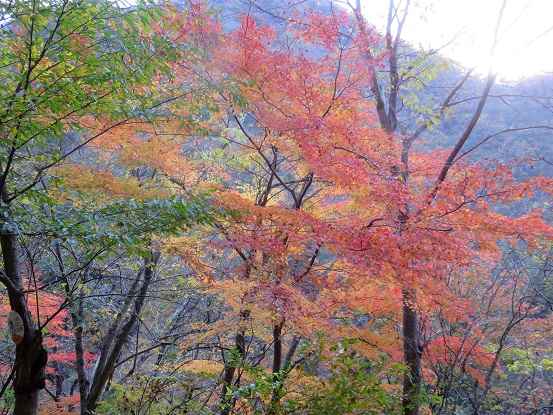f:id:aohige0718:20171114221137j:plain 神ノ川ヒュッテ周辺の紅葉