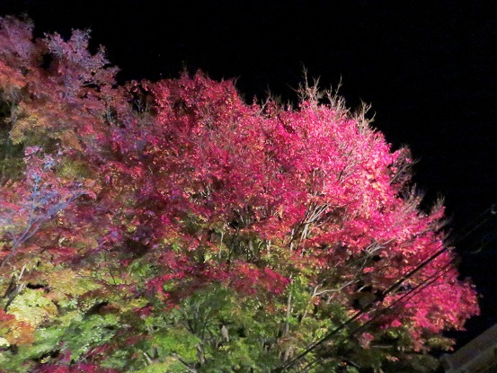 中途半端な紅葉の木
