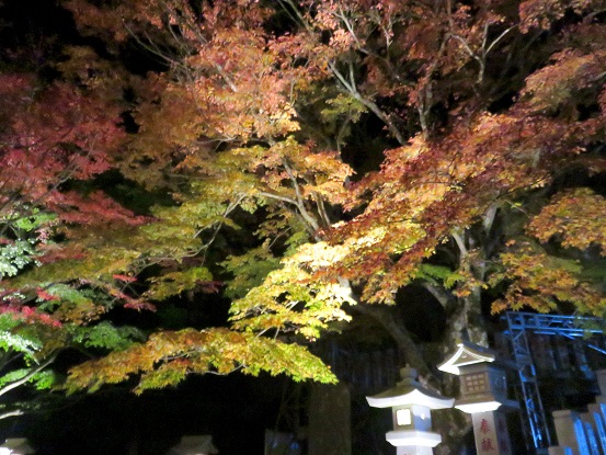 大山阿夫利神社のライトアップされた紅葉紅葉していない木