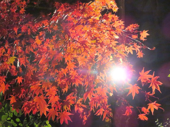 大混雑中の大山阿夫利神社