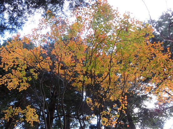 三ノ塔尾根紅葉