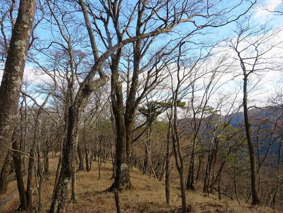 ヨモギ尾根雰囲気が良く