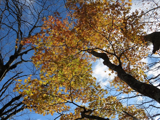 ヨモギ尾根紅葉
