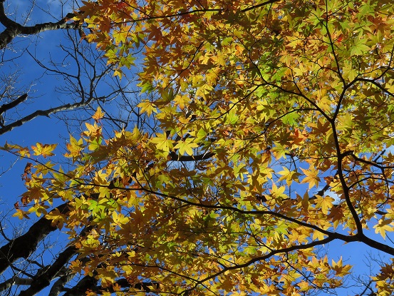 ヨモギ尾根旬を迎えそうな紅葉