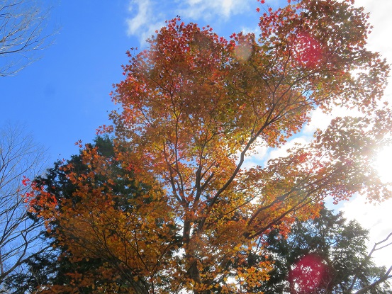 ヨモギ尾根の紅葉見頃