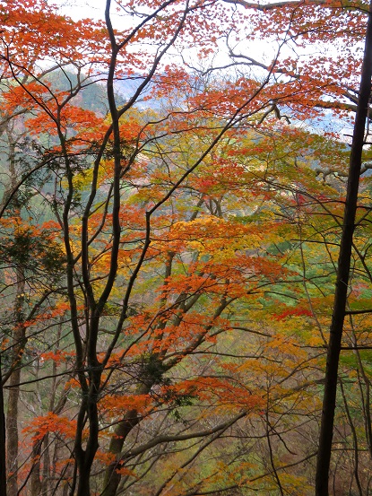 札掛の方へ暫く進むと紅葉