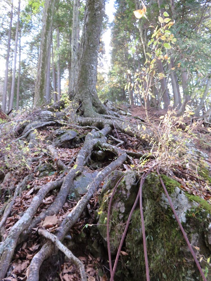 札掛ワイヤー地帯