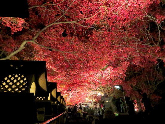 灯篭の明かりとライトアップされた紅葉