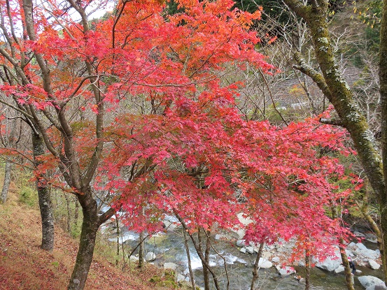 札掛見事な紅葉