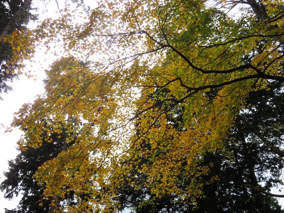 大山北尾根を少し登ると紅葉