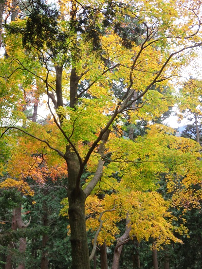 大山北尾根紅葉が見頃